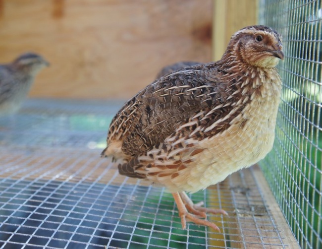 25 Jumbo Coturnix Quail Hatching Eggs Quails Japanese Quail