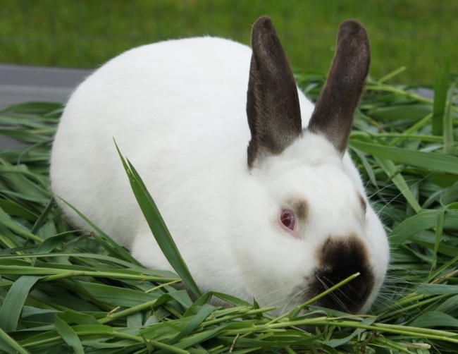 Californian Buck Rabbit Animals Small Animals Rabbit