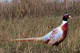 Chinese ringnecks - Pheasants