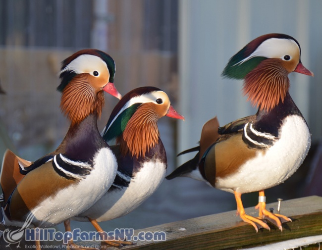 Five Regular Mandarin Duck Hatching eggs Started Laying !!! Eggs