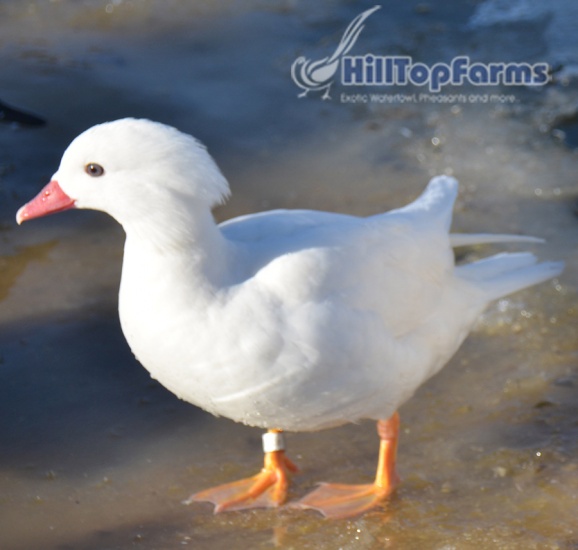 One 2014 hatch White Mandarin Hen Ducks Wild Mandarin