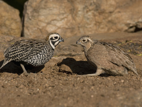 One 2011 hatch breeder Pair of Mearns Quail for sale - Quails