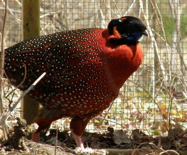 One pair of Satyr Tragopan for sale. - Pheasants : : : Satyr Tragopan