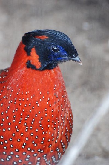 One pair of Satyr Tragopan for sale. - Pheasants : : : Satyr Tragopan