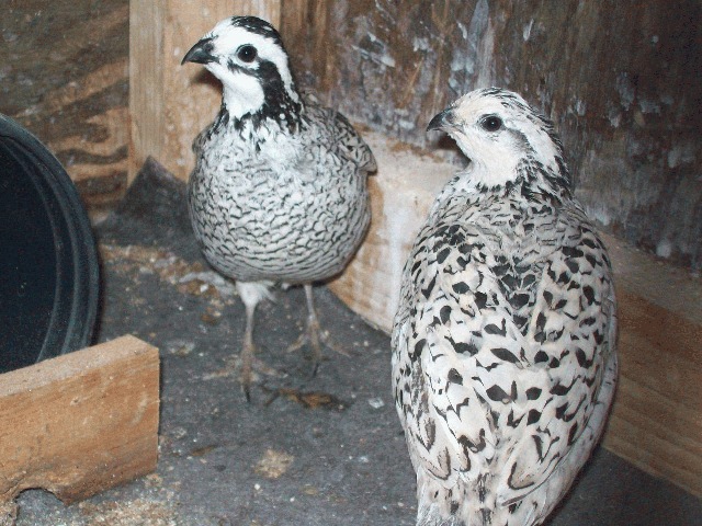 2012 hatch Pair of Snowflake Bobwhite quails - Quails : Bobwhite Quail