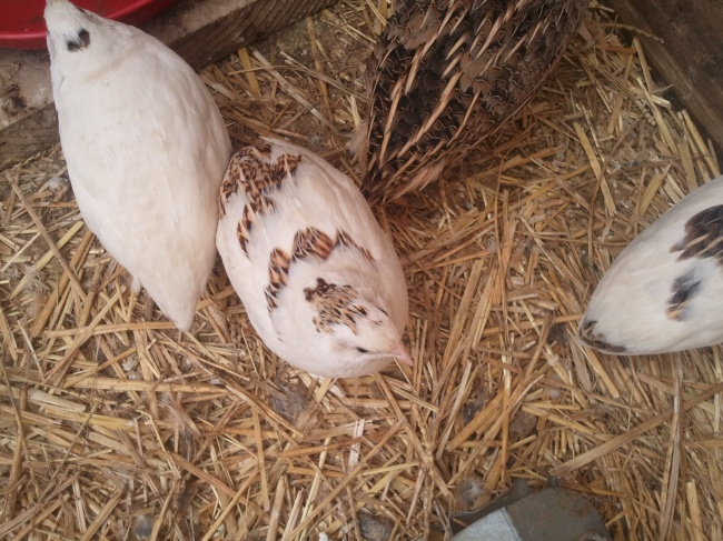 100 Japanese Coturnix Quail Fertile Hatching Eggs (Assorted Colors